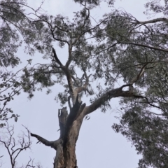 Eucalyptus melliodora at Federal Golf Course - 16 Nov 2019