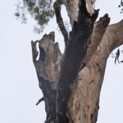 Eucalyptus melliodora at Federal Golf Course - 16 Nov 2019