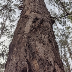 Eucalyptus melliodora at Federal Golf Course - 16 Nov 2019 05:20 PM