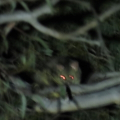 Trichosurus vulpecula (Common Brushtail Possum) at Yarralumla, ACT - 16 Nov 2019 by AndrewZelnik