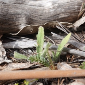 Plantago varia at Garran, ACT - 16 Nov 2019 04:07 PM