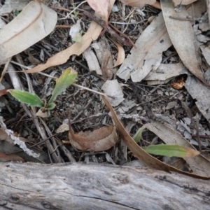 Plantago varia at Garran, ACT - 16 Nov 2019