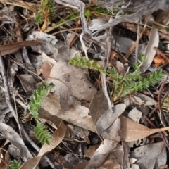 Acaena x ovina (Sheep's Burr) at Garran, ACT - 16 Nov 2019 by JackyF