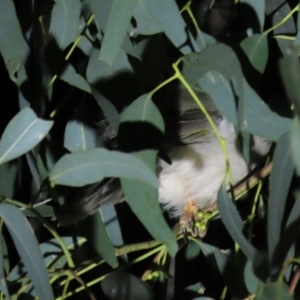 Manorina melanocephala at Yarralumla, ACT - 16 Nov 2019 09:31 PM