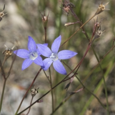 Wahlenbergia capillaris (Tufted Bluebell) at Scullin, ACT - 17 Nov 2019 by AlisonMilton