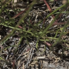 Wahlenbergia capillaris at Scullin, ACT - 17 Nov 2019