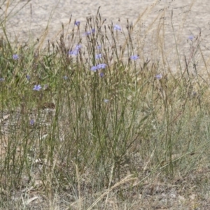 Wahlenbergia capillaris at Scullin, ACT - 17 Nov 2019