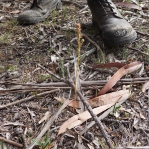 Bulbine bulbosa at Garran, ACT - 16 Nov 2019