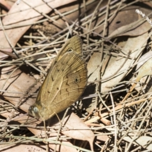 Heteronympha merope at Scullin, ACT - 17 Nov 2019