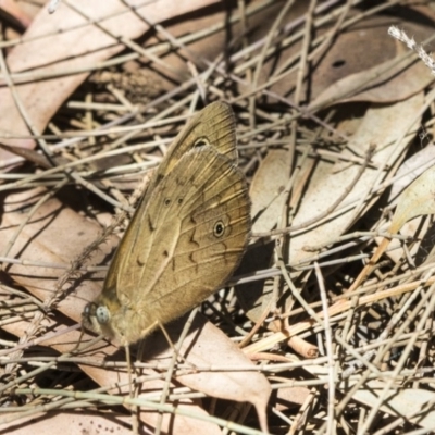 Heteronympha merope (Common Brown Butterfly) at Scullin, ACT - 17 Nov 2019 by AlisonMilton