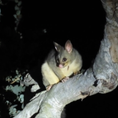 Trichosurus vulpecula (Common Brushtail Possum) at Yarralumla, ACT - 16 Nov 2019 by AndrewZelnik