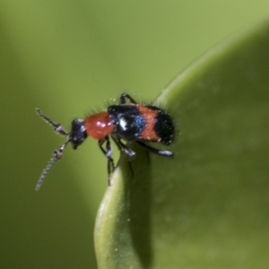 Dicranolaius bellulus at Hawker, ACT - 17 Nov 2019