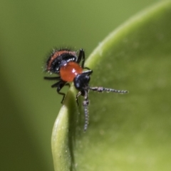 Dicranolaius bellulus at Hawker, ACT - 17 Nov 2019 12:42 PM