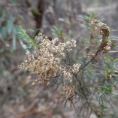 Cassinia quinquefaria (Rosemary Cassinia) at Garran, ACT - 16 Nov 2019 by JackyF