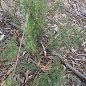 Cassinia quinquefaria at Garran, ACT - 16 Nov 2019 04:19 PM