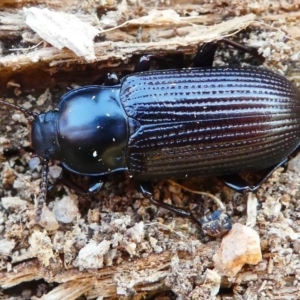 Meneristes australis at Tennent, ACT - 17 Nov 2019 03:55 PM