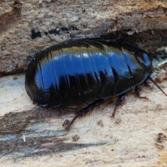 Platyzosteria melanaria (Common Eastern Litter Runner) at Tennent, ACT - 17 Nov 2019 by HarveyPerkins