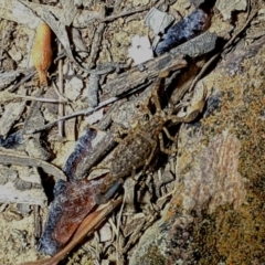Lychas marmoreus (Little Marbled Scorpion) at Yarralumla, ACT - 16 Nov 2019 by AndrewZelnik