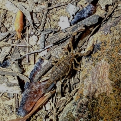 Lychas marmoreus (Little Marbled Scorpion) at Yarralumla, ACT - 16 Nov 2019 by AndrewZelnik