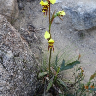 Diuris sulphurea (Tiger Orchid) at Cotter River, ACT - 15 Nov 2019 by GirtsO