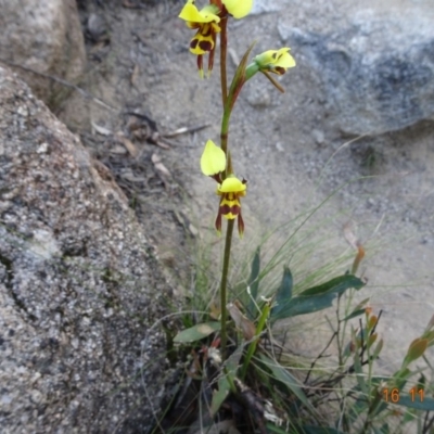 Diuris sulphurea (Tiger Orchid) at Cotter River, ACT - 16 Nov 2019 by GirtsO