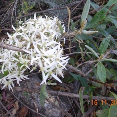 Clematis aristata (Mountain Clematis) at Cotter River, ACT - 16 Nov 2019 by GirtsO
