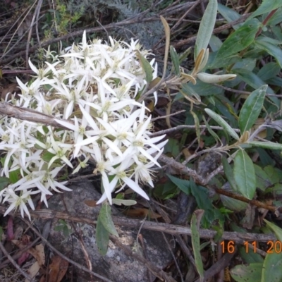 Clematis aristata (Mountain Clematis) at Cotter River, ACT - 15 Nov 2019 by GirtsO