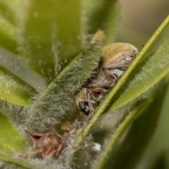 Eboo sp. (genus) (Eboo leaf beetle) at Hackett, ACT - 17 Nov 2019 by AlisonMilton