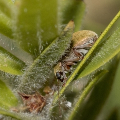 Eboo sp. (genus) (Eboo leaf beetle) at Hackett, ACT - 17 Nov 2019 by AlisonMilton