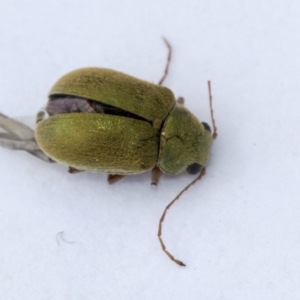 Eboo sp. (genus) at Hackett, ACT - 17 Nov 2019 03:14 PM