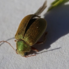 Eboo sp. (genus) at Hackett, ACT - 17 Nov 2019