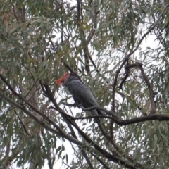 Callocephalon fimbriatum (Gang-gang Cockatoo) at Hughes Garran Woodland - 16 Nov 2019 by JackyF