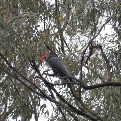 Callocephalon fimbriatum (Gang-gang Cockatoo) at Hughes Garran Woodland - 16 Nov 2019 by JackyF