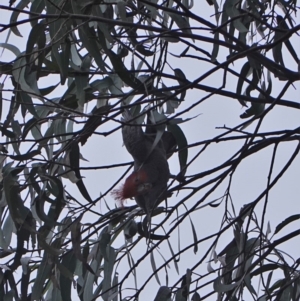 Callocephalon fimbriatum at Garran, ACT - suppressed