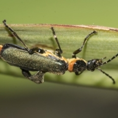 Chauliognathus lugubris (Plague Soldier Beetle) at Higgins, ACT - 16 Nov 2019 by AlisonMilton