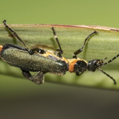 Chauliognathus lugubris (Plague Soldier Beetle) at Higgins, ACT - 16 Nov 2019 by AlisonMilton