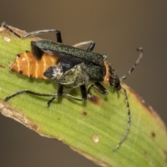 Chauliognathus lugubris at Higgins, ACT - 16 Nov 2019 08:54 AM