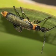 Chauliognathus lugubris at Higgins, ACT - 16 Nov 2019