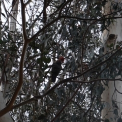 Callocephalon fimbriatum (Gang-gang Cockatoo) at Federal Golf Course - 16 Nov 2019 by JackyF