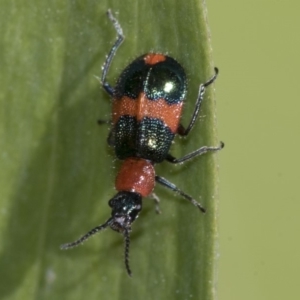 Dicranolaius bellulus at Higgins, ACT - 16 Nov 2019