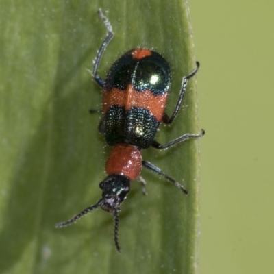 Dicranolaius bellulus (Red and Blue Pollen Beetle) at Higgins, ACT - 15 Nov 2019 by AlisonMilton