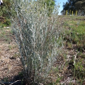 Senecio quadridentatus at Hughes, ACT - 13 Nov 2019