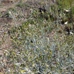 Senecio quadridentatus at Hughes, ACT - 13 Nov 2019