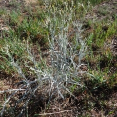 Senecio quadridentatus at Hughes, ACT - 13 Nov 2019