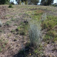 Senecio quadridentatus at Hughes, ACT - 13 Nov 2019