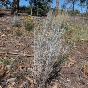 Senecio quadridentatus at Hughes, ACT - 13 Nov 2019