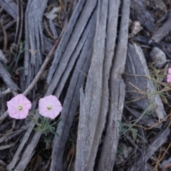 Convolvulus angustissimus subsp. angustissimus (Australian Bindweed) at Hughes, ACT - 12 Nov 2019 by JackyF