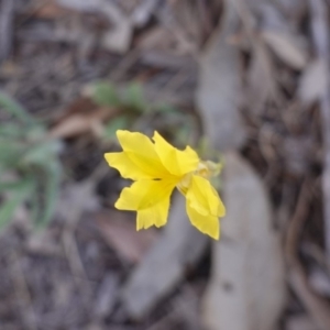 Goodenia pinnatifida at Hughes, ACT - 15 Nov 2019