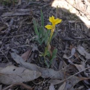 Goodenia pinnatifida at Hughes, ACT - 15 Nov 2019