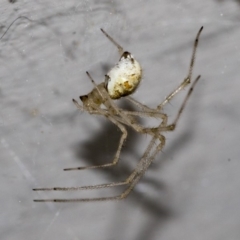 Theridiidae (family) (Comb-footed spider) at Higgins, ACT - 15 Nov 2019 by AlisonMilton